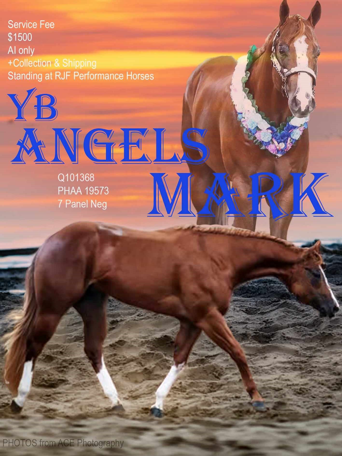 YB ANGELS MARK